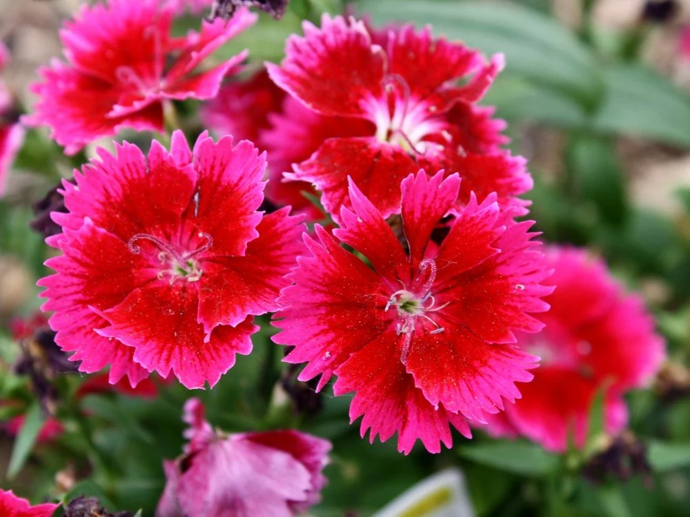 Dianthus