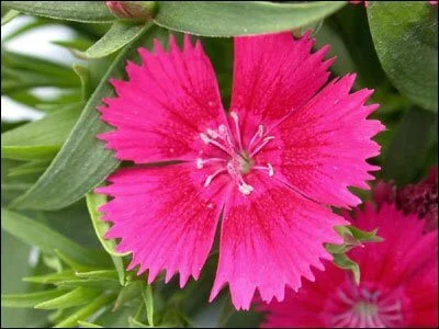 dianthus_flower2