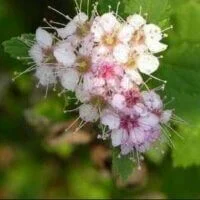Spiraea japonica