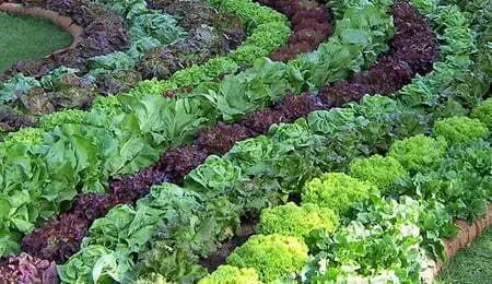 edible food garden