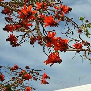 Erythrina lysistemon