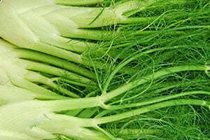 fennel tea