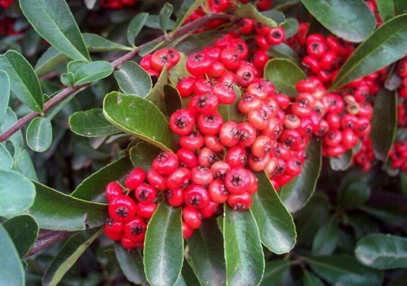 Pyracantha coccinea 'Orange Charmer' (Fire thorn) - Plantinfo