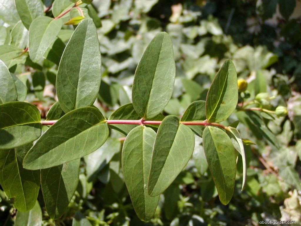 foliage