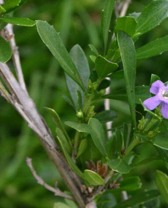 freylinia-tropica-foliage