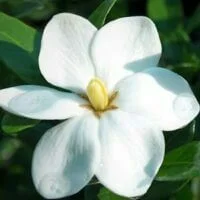 Gardenia Impulse var Grandiflora Star