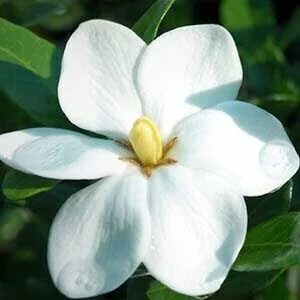 gardenia grandiflora star flower