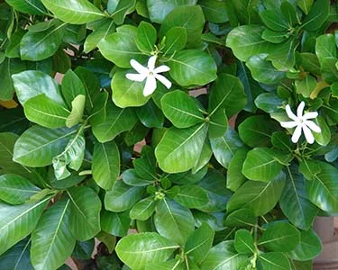 grandiflora foliage