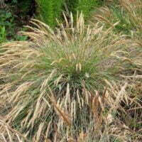 Bamboos, Grasses and sedges