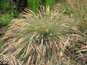 Bamboos, Grasses and sedges