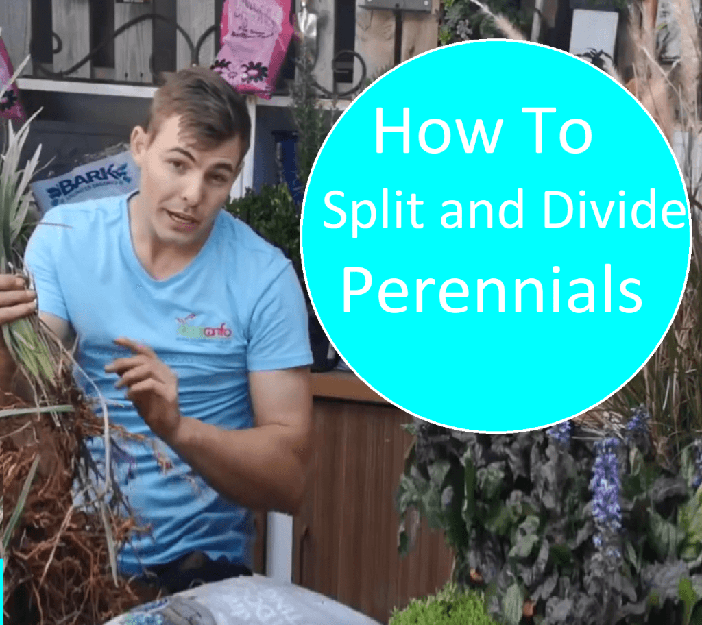 How to plit and divide plants. how to divide perennial plants