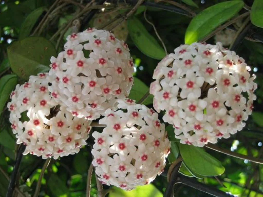 Hoya carnosa