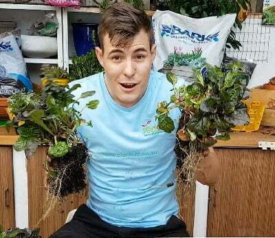 kyle moolman the garden guy shows how to plant a divided adjuga reptans in a pot