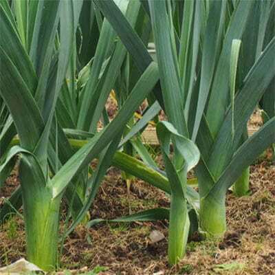 Leeks