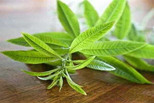 Lemon Verbena herbal tea