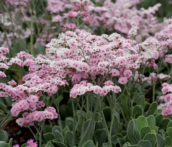 Afrolimon perigrinum (=Limonium perigrinum)