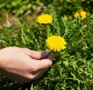 picking-dandelion