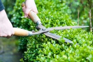 pruning hedge
