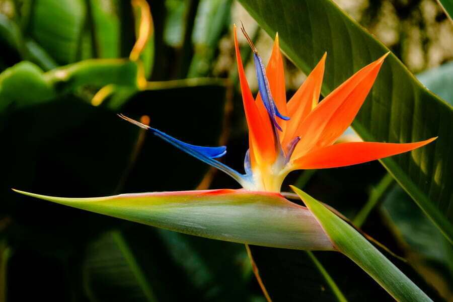 Strelitzia Reginae - Plantinfo