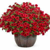 Calibrachoa hybrid Superbells Pomegranate Punch