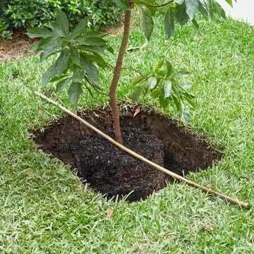 How to prepare a planting hole
