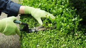 trimming-hedges