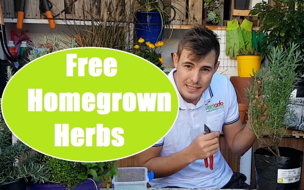 how to grow herbs from cuttings