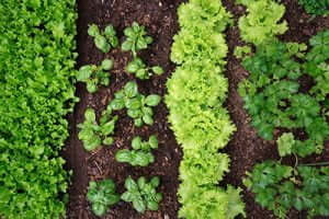 A Vegetable Garden In 5 Steps, How To Start A Vegetable Garden In South Africa