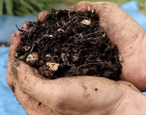 vegetable soil