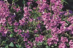 1374430680_diascia-lilac-queen-