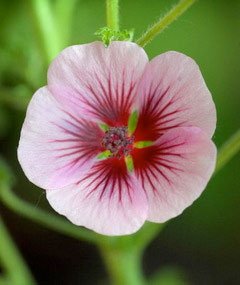 Anisodontea scabrosa 'Lady's Pink' (Pink mallow) - Plantinfo