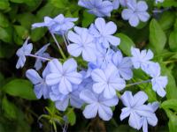 Plumbago auriculata (Plumbago, Cape leadwort) - Plantinfo