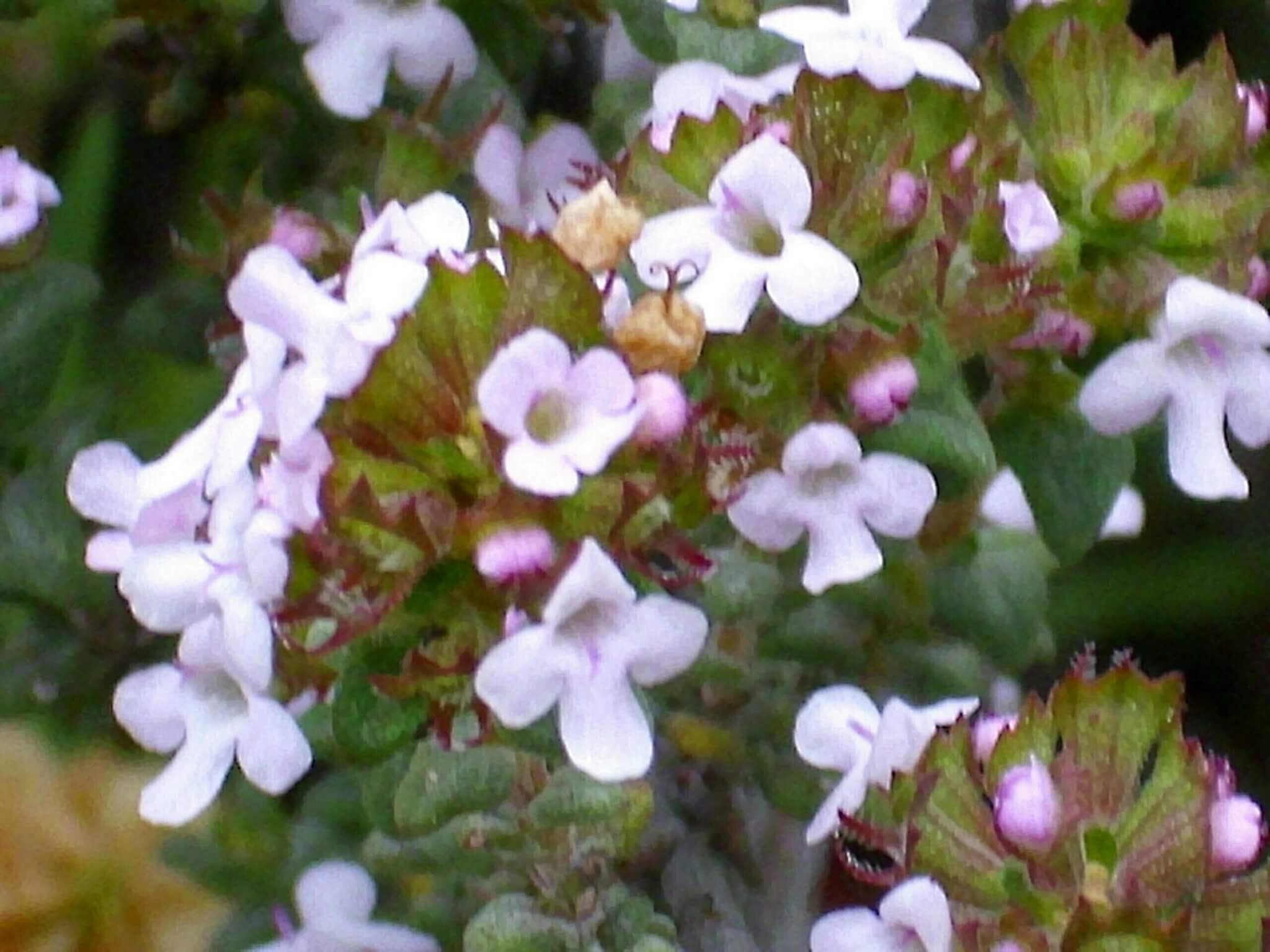 Thymus Vulgaris Thyme Plantinfo