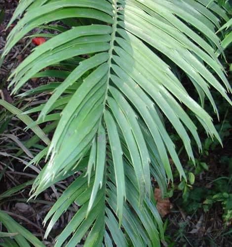 Encephalartos villosus (Poor man's cycad) - Plantinfo