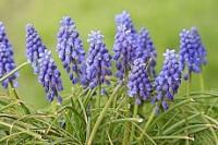 Muscari armeniacum x hybrids (Grape hyacinth) - Plantinfo