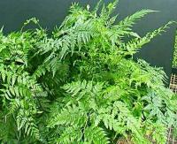 Davallia pyxidata (Hare's foot fern) - Plantinfo