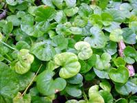 Dichondra repens (Wonder lawn) - Plantinfo