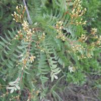 Kirkia wilmsii (Mountain syringa) - Plantinfo