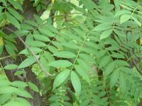 Cassia spectabilis (Golden Cassia) - Plantinfo