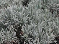 Lavandula lanata (Woolly lavender, Spanish mountain lavender) - Plantinfo