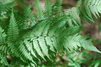 Microlepia speluncae (Limp-leaf fern) - Plantinfo