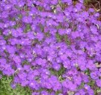 Aubrieta x hybrids (Purple rock cress sicily,) - Plantinfo