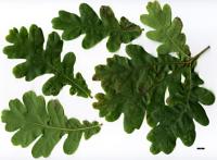 Quercus robur (English oak) - Plantinfo