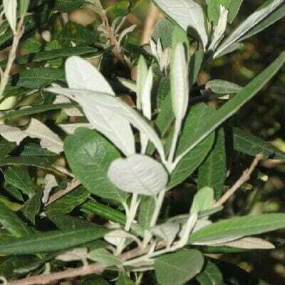 Buddleja saligna (False olive) - Plantinfo