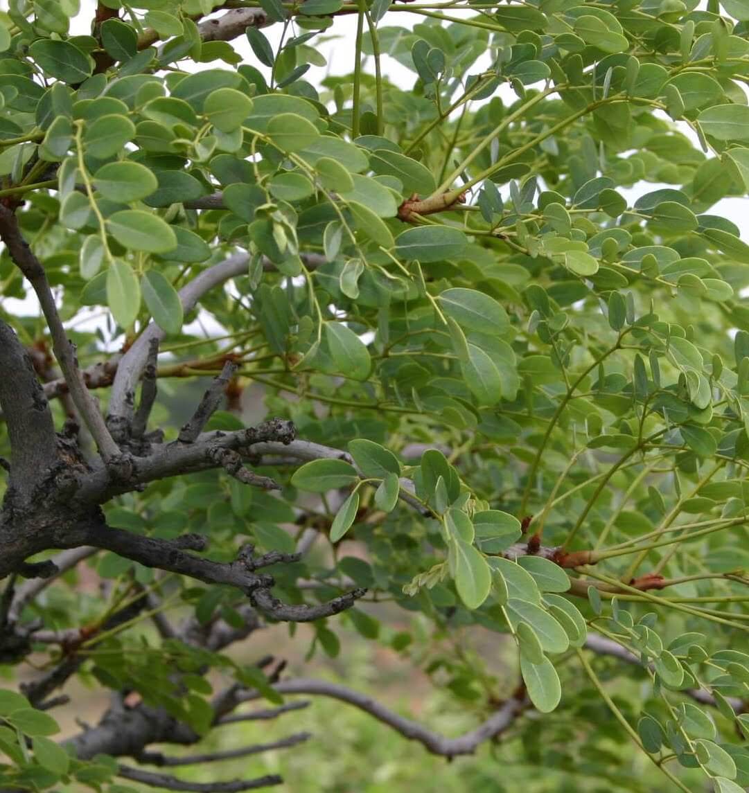 Burkea africana (Wild or Red syringa) - Plantinfo