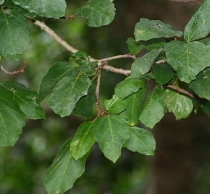 Ficus sur (Broom cluster fig) - Plantinfo