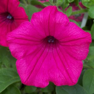 Petunia Supertunia Vista Fuchsia (Petunia Supertunia Vista Fuchsia ...