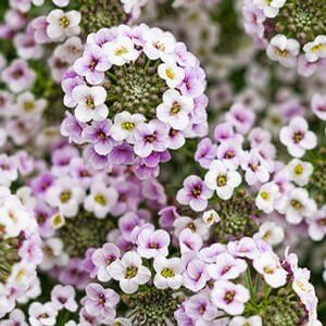 Lobularia Princess in Purple (Princess in Purple) - Plantinfo