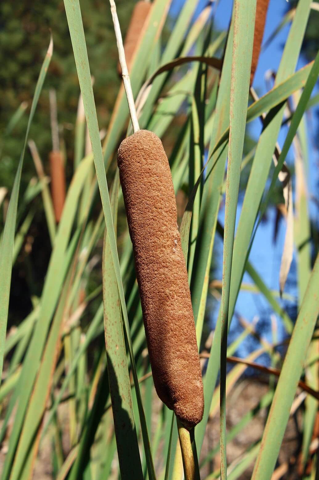 Typha species (Cat-tails) - Plantinfo