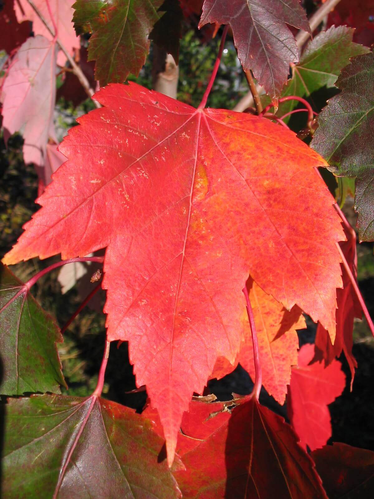 Acer rubrum (Canadian maple, Red maple, Scarlet maple, Swamp maple